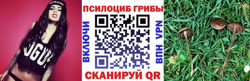 где можно купить наркотик  Малаховка  mega ссылка  Псилоцибиновые грибы Psilocybine cubensis 